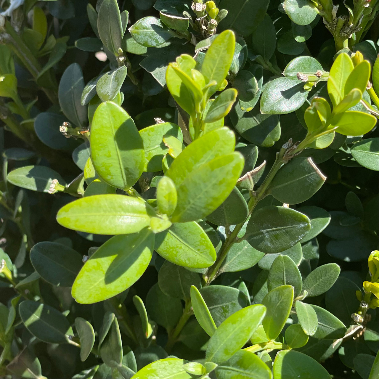 BOXWOOD GREEN MT CONE 5G